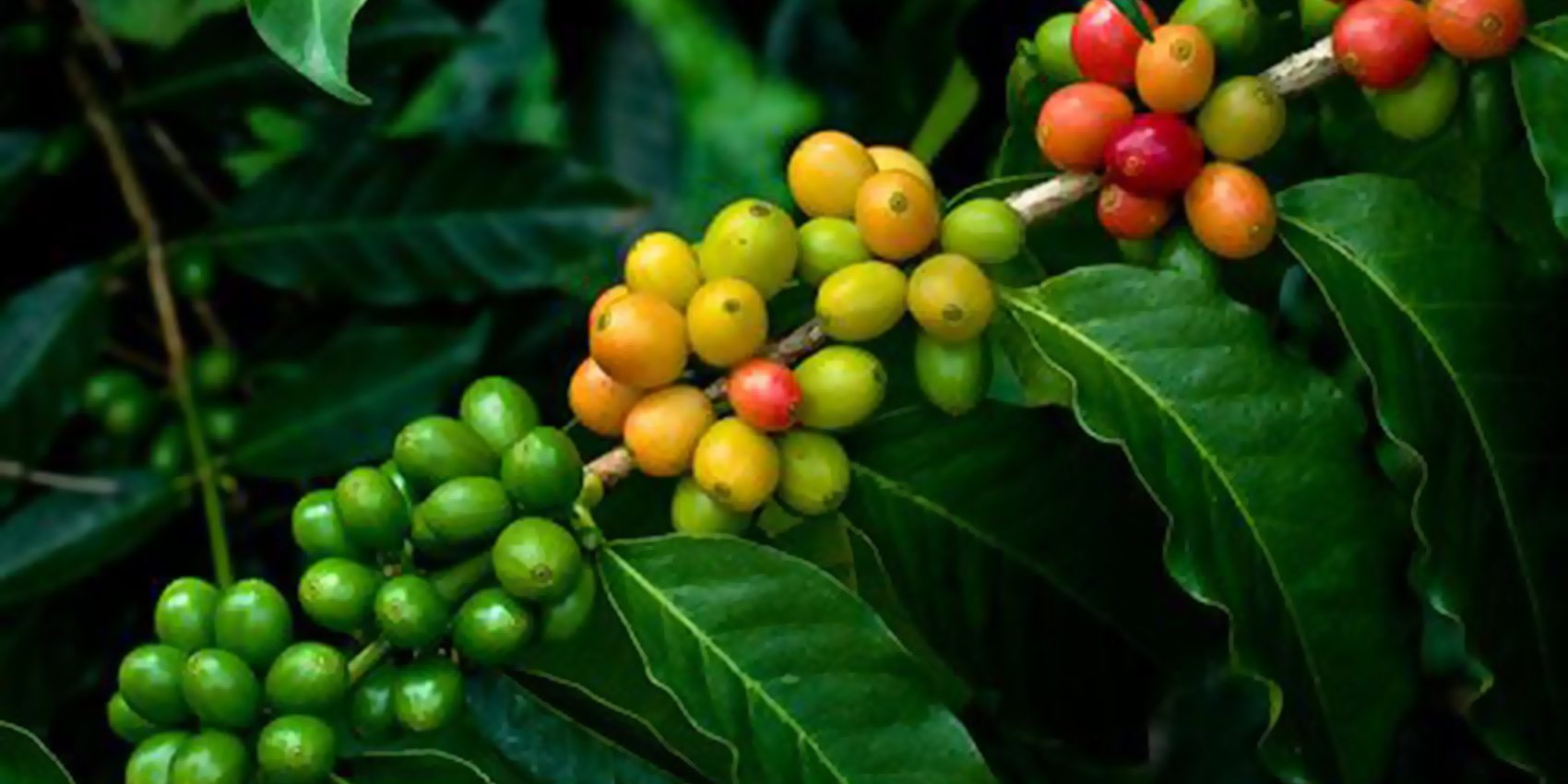SungirlCoffeeBanner_005
